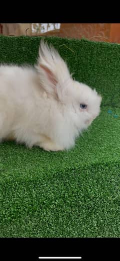 Teddy bear dwarf male breeder