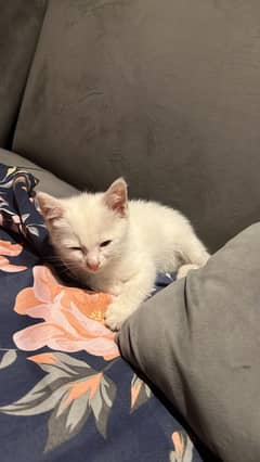 White Persian kitten double coat