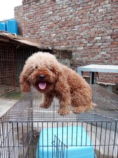 Toy poodle male imported