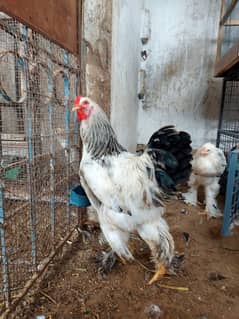 Light brahma F1 breed