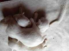 Russian female puppy zero size
