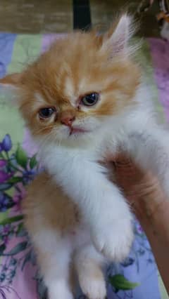 near to peke face triple coat female ha jis nay laina ha rabta kray