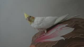 Cocktail female