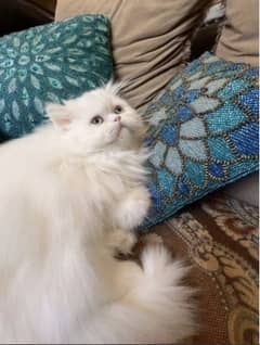 Persian cat