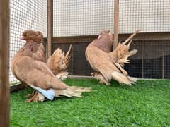 American fantail breeder pair available