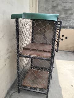 two aseel cage for sale in Rawalpindi