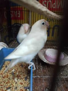 birds sale 03013166303
