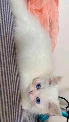 Cat for urgent sale