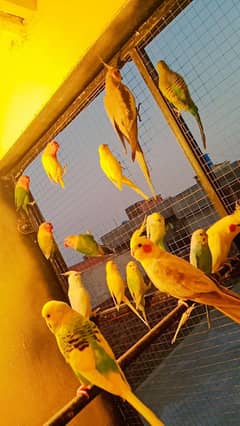 RS2500, fisher love bird, RS3000 of lutino lovebirds