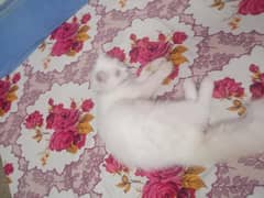 white Persian cat available for sale