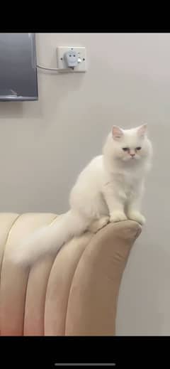 Playing cat