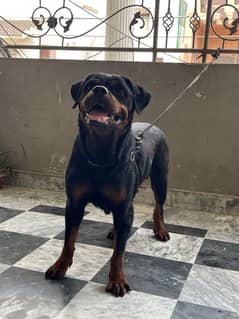 Rottweiler