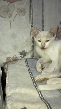 Cat for sale