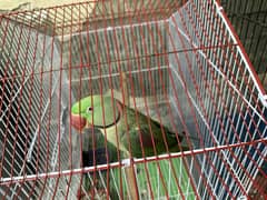 Talking parrot
