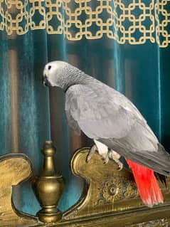 Grey parrot / fly tame / 03332316375