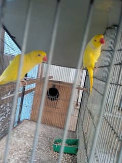 Yellow Ringnack Pair