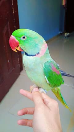 raw parrot
