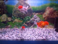 Oranda Goldfish
