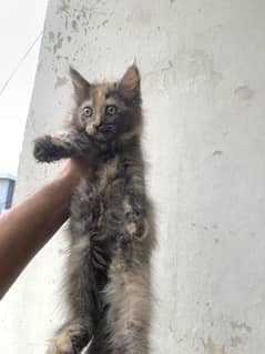 Kitten