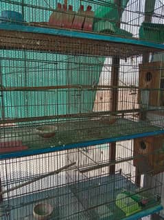 folding 3 cages and 15 love birds box