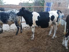 Dairy Farm for Sale