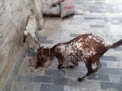 Bakri