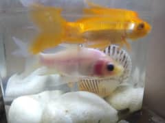 Shipping king fish