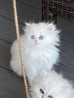 BEAUTIFUL PERSIAN CATS