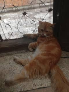 Persian