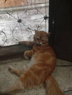 Persian Male urgent sale