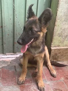 german shepherd female puppy for sale