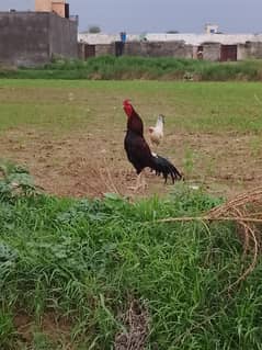aseel mianwali