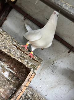 breeder pair  parwazi