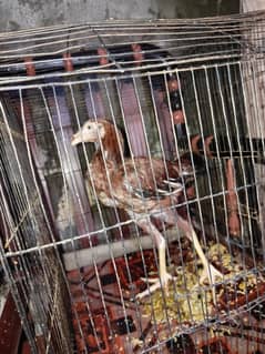 haseen female 100% active