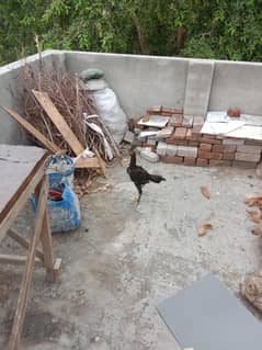 pure o shamo parents imported ring bird only watsapp 03274620435
