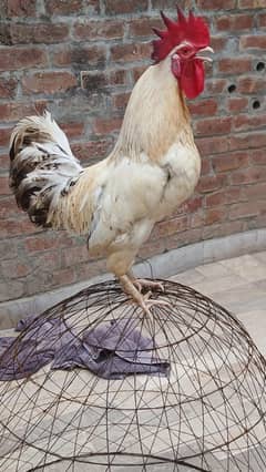 hens for sale