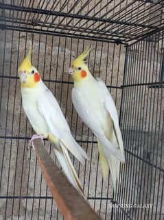 Top quality cream cocktail ready to first breed