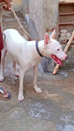 Kohati gultriya Fimail Dog for sale