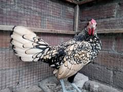 Silver Sebright Male