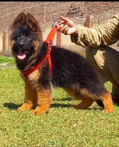 German Shepherd for sale