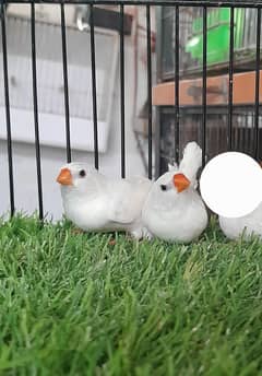 Snow White Finch Pair