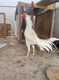 Aseel Male  Heera Cross   (   03204661930  )