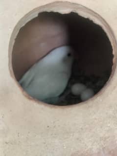 albino black eye