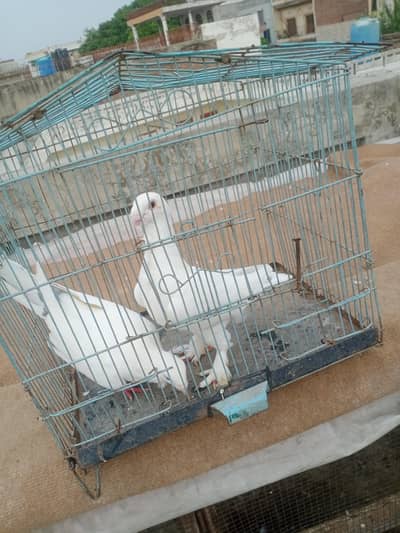 shah jahan tavaz wally pigeon