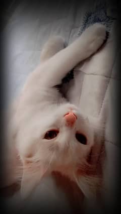 white Persian male kitten