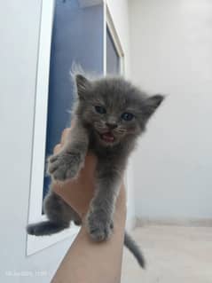 Persian kittens pair for sale