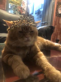 Cat for sale