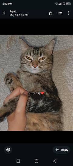 Persian Catt with 5 kitten