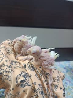 cream cocktail chicks