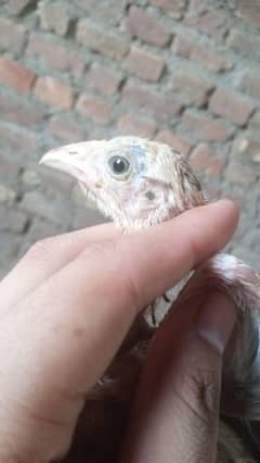 Aseel & dasi chick mixx pr piece 450 vaccinated +923341928294